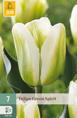 X   7 TULIPA GREEN SPIRIT