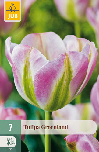 X   7 TULIPA GROENLAND