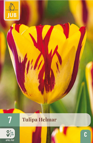 X   7 TULIPA HELMAR