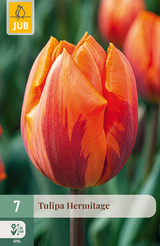 X   7 TULIPA HERMITAGE