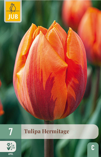 X   7 TULIPA HERMITAGE