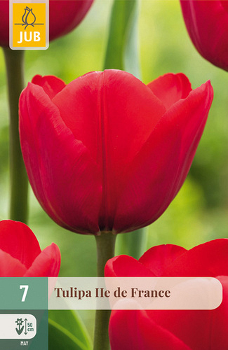 X   7 TULIPA ILE DE FRANCE