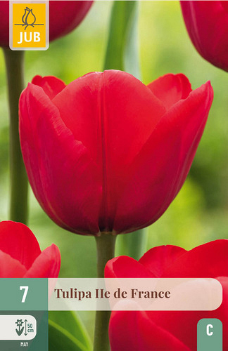 X   7 TULIPA ILE DE FRANCE