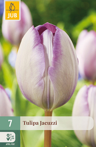 X   7 TULIPA JACUZZI