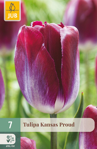 X   7 TULIPA KANSAS PROUD