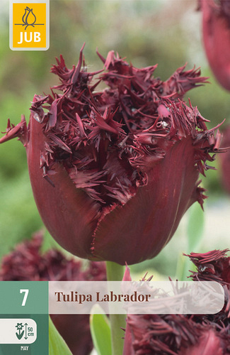 X   7 TULIPA LABRADOR