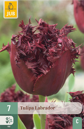 X   7 TULIPA LABRADOR