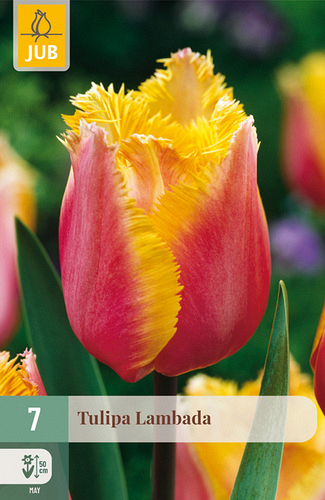 X   7 TULIPA LAMBADA