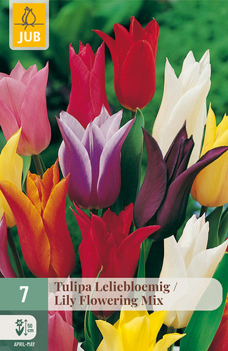 X   7 TULIPA LELIEBLOEMIG MIX