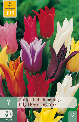 X   7 TULIPA LELIEBLOEMIG MIX