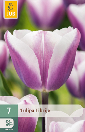 X   7 TULIPA LIBRIJE