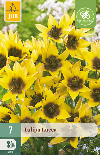 X   7 TULIPA LUCCA