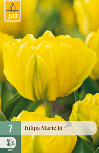 X   7 TULIPA MARIE JO