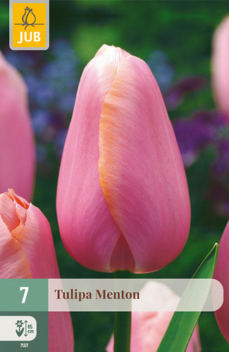 X   7 TULIPA MENTON