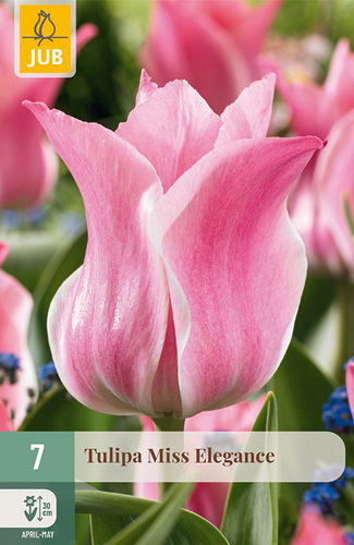 X   7 TULIPA MISS ELEGANCE