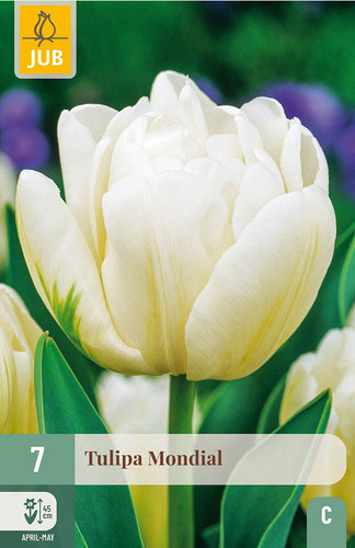 X   7 TULIPA MONDIAL