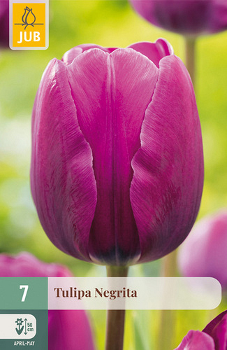 X   7 TULIPA NEGRITA
