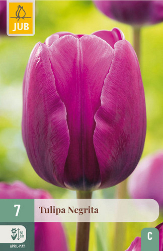 X   7 TULIPA NEGRITA