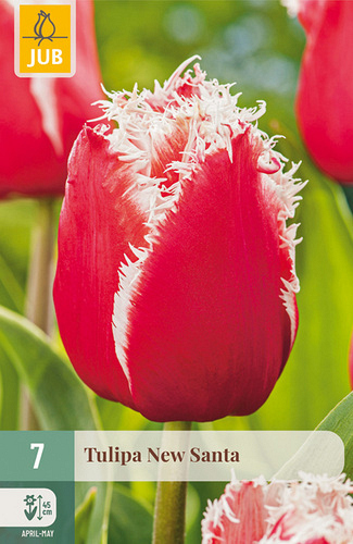 X   7 TULIPA NEW SANTA