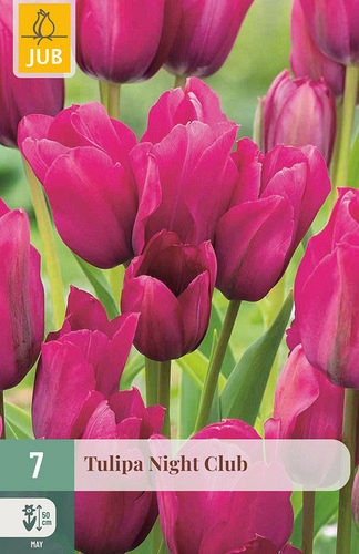 X   7 TULIPA NIGHT CLUB