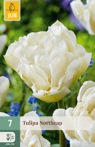 X   7 TULIPA NORTHCAP