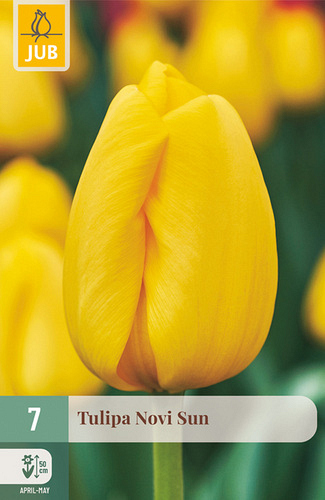 X   7 TULIPA NOVI SUN