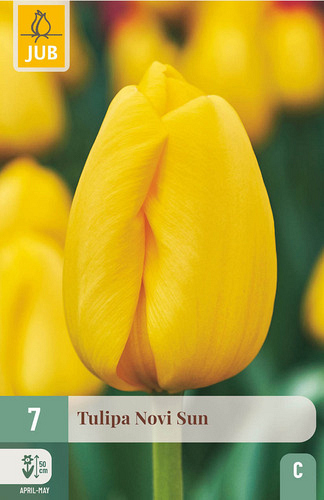 X   7 TULIPA NOVI SUN