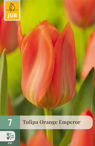 X   7 TULIPA ORANGE EMPEROR