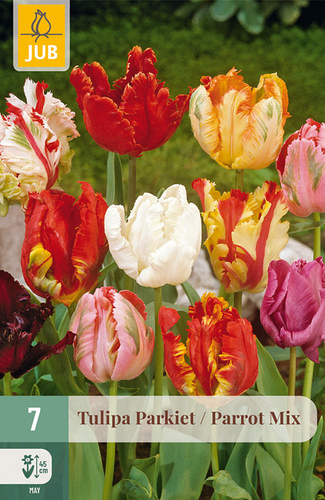 X   7 TULIPA PARKIET MIX