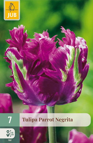 X   7 TULIPA PARROT NEGRITA