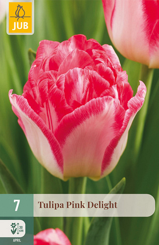 X   7 TULIPA PINK DELIGHT