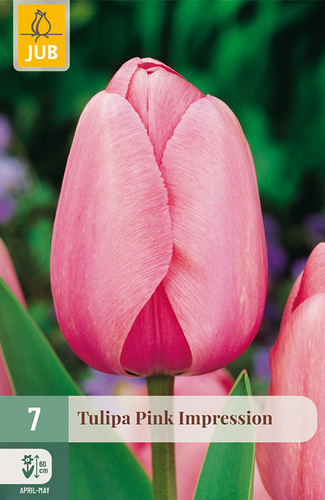 X   7 TULIPA PINK IMPRESSION