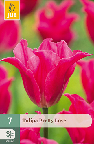 X   7 TULIPA PRETTY LOVE