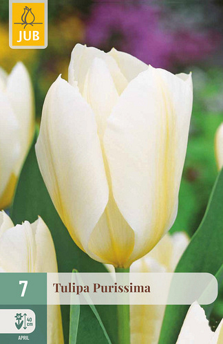 X   7 TULIPA PURISSIMA