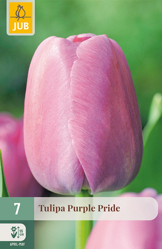 X   7 TULIPA PURPLE PRIDE