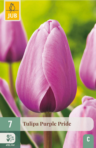 X   7 TULIPA PURPLE PRIDE