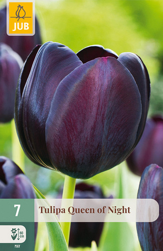 X   7 TULIPA QUEEN OF NIGHT