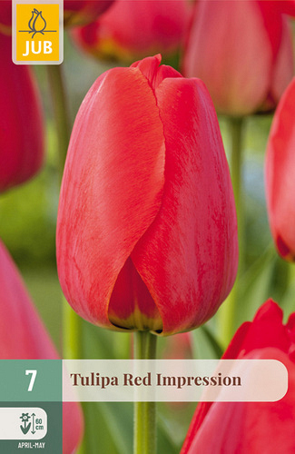 X   7 TULIPA RED IMPRESSION