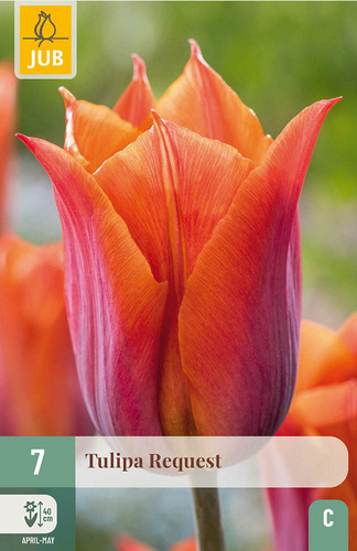 X   7 TULIPA REQUEST