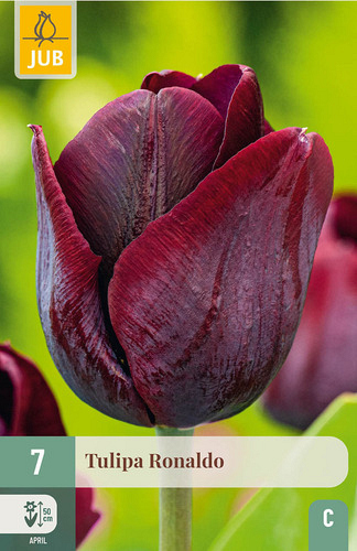 X   7 TULIPA RONALDO