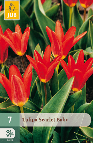 X   7 TULIPA SCARLET BABY