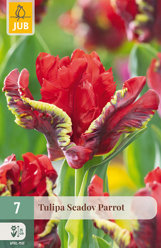 X   7 TULIPA SEADOV PARROT