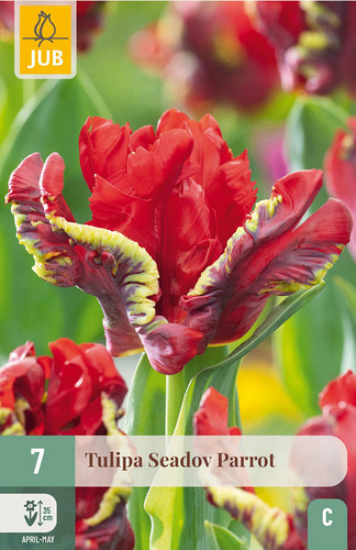 X   7 TULIPA SEADOV PARROT