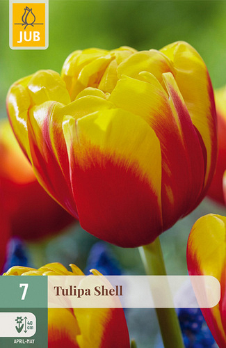 X   7 TULIPA SHELL