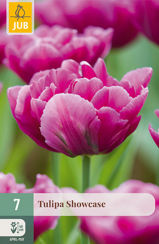 X   7 TULIPA SHOWCASE