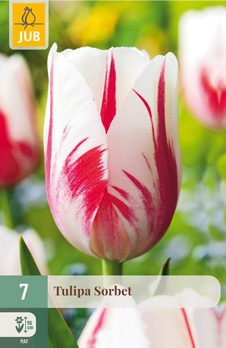 X   7 TULIPA SORBET