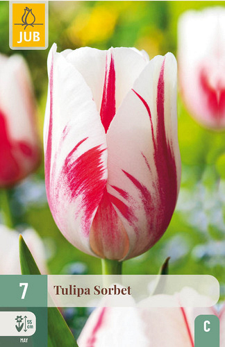 X   7 TULIPA SORBET