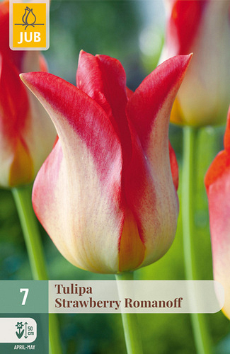 X   7 TULIPA STRAWBERRY ROMANOFF