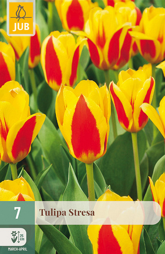 X   7 TULIPA STRESA