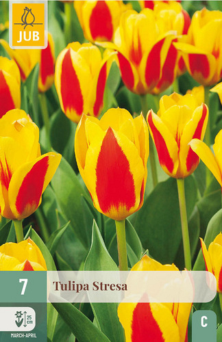 X   7 TULIPA STRESA